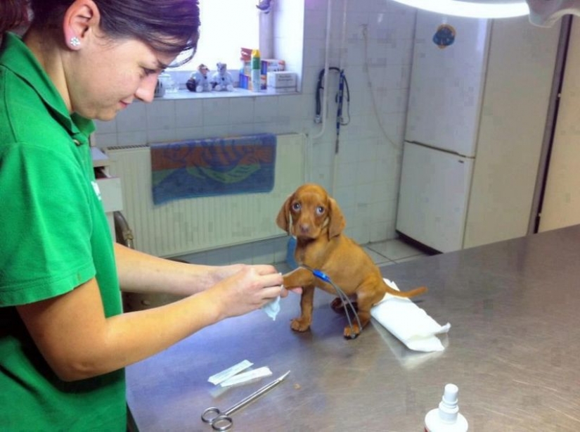 18 evidence that the veterinarian is sick profession 18 evidence that the veterinarian is sick profession