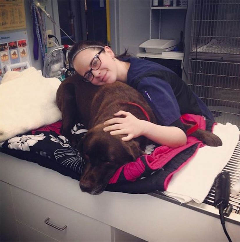 18 evidence that the veterinarian is sick profession 18 evidence that the veterinarian is sick profession