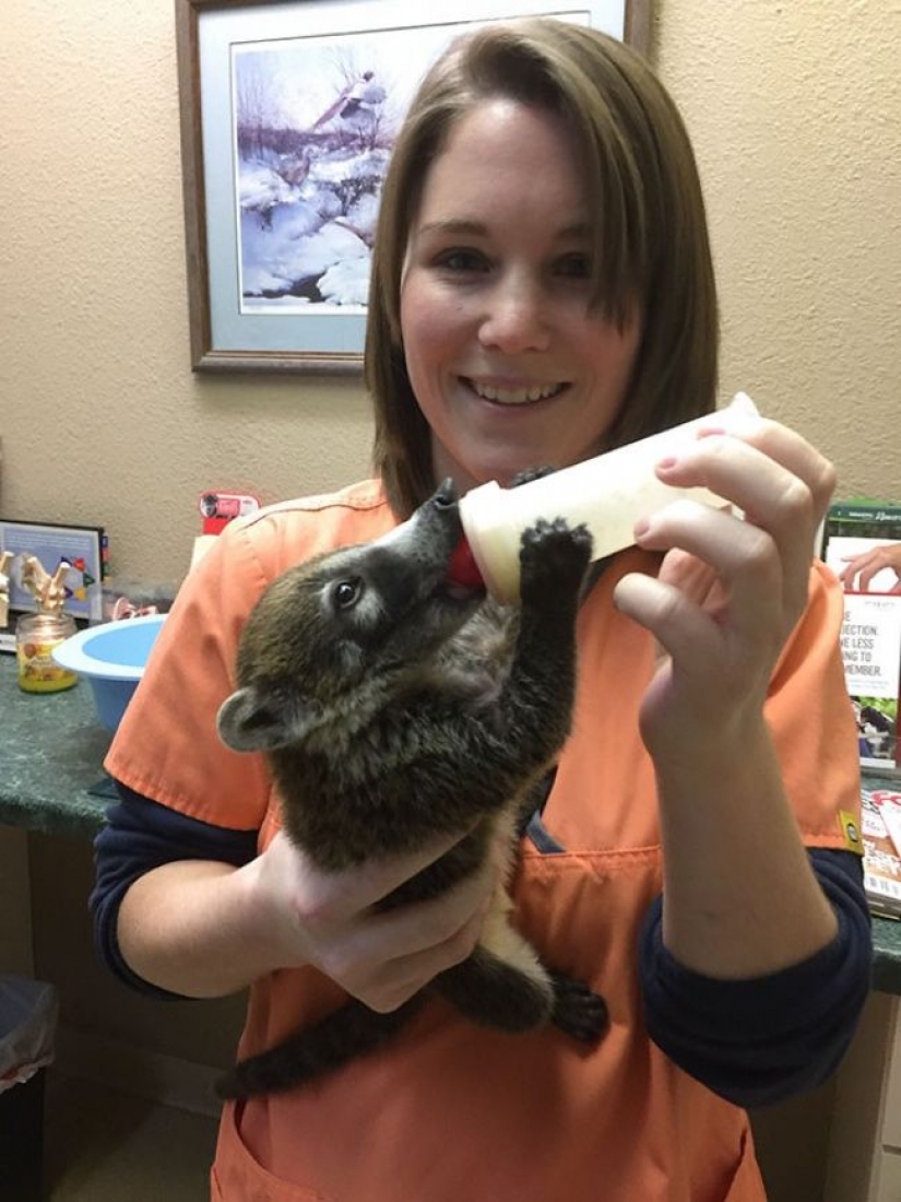 18 evidencia de que el veterinario está enfermo profesión 18 evidencia de que el veterinario está enfermo profesión