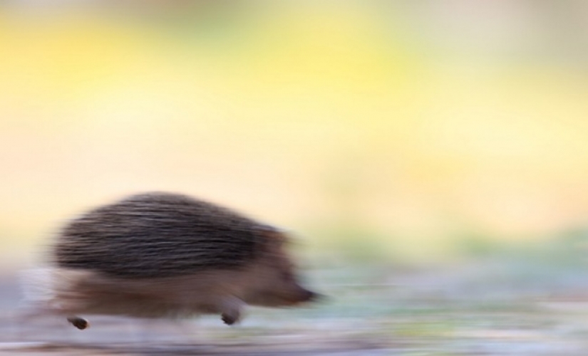 18 fotos tomadas en el momento justo