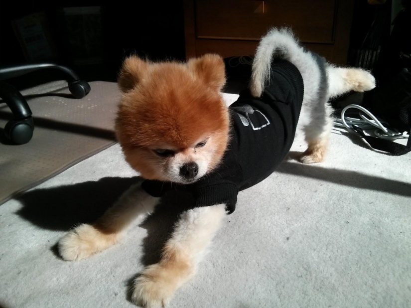 20 animals who do yoga better than you