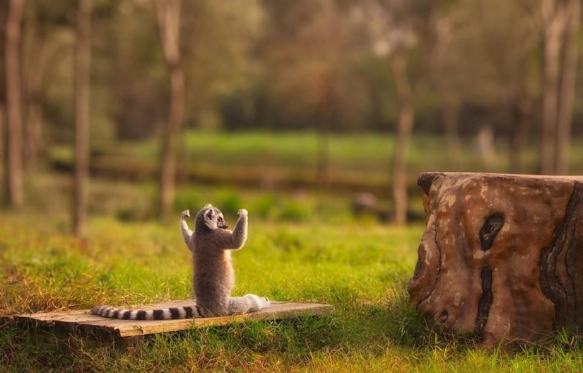20 animals who do yoga better than you