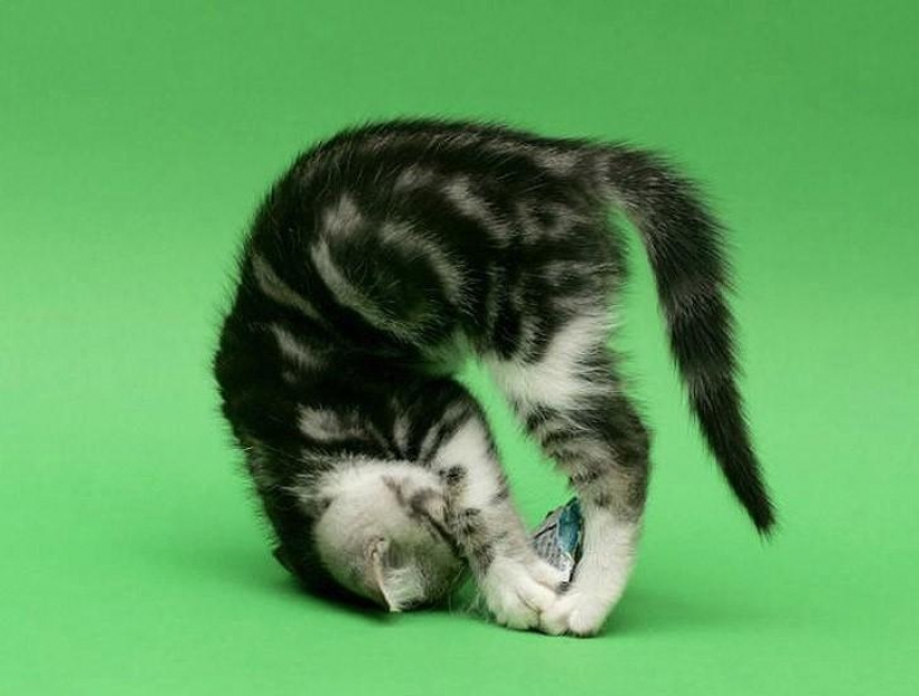 20 animals who do yoga better than you