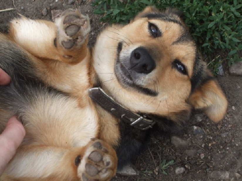 20 bellies that need to scratch