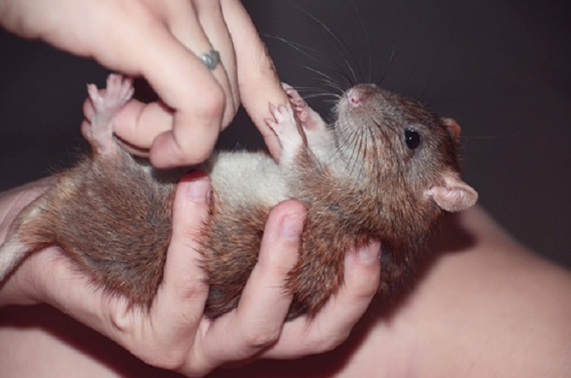 20 bellies that need to scratch