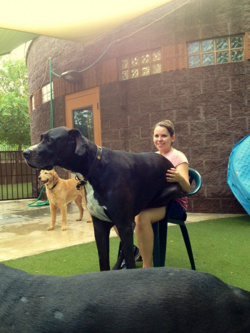 20 big dogs that have no idea how huge