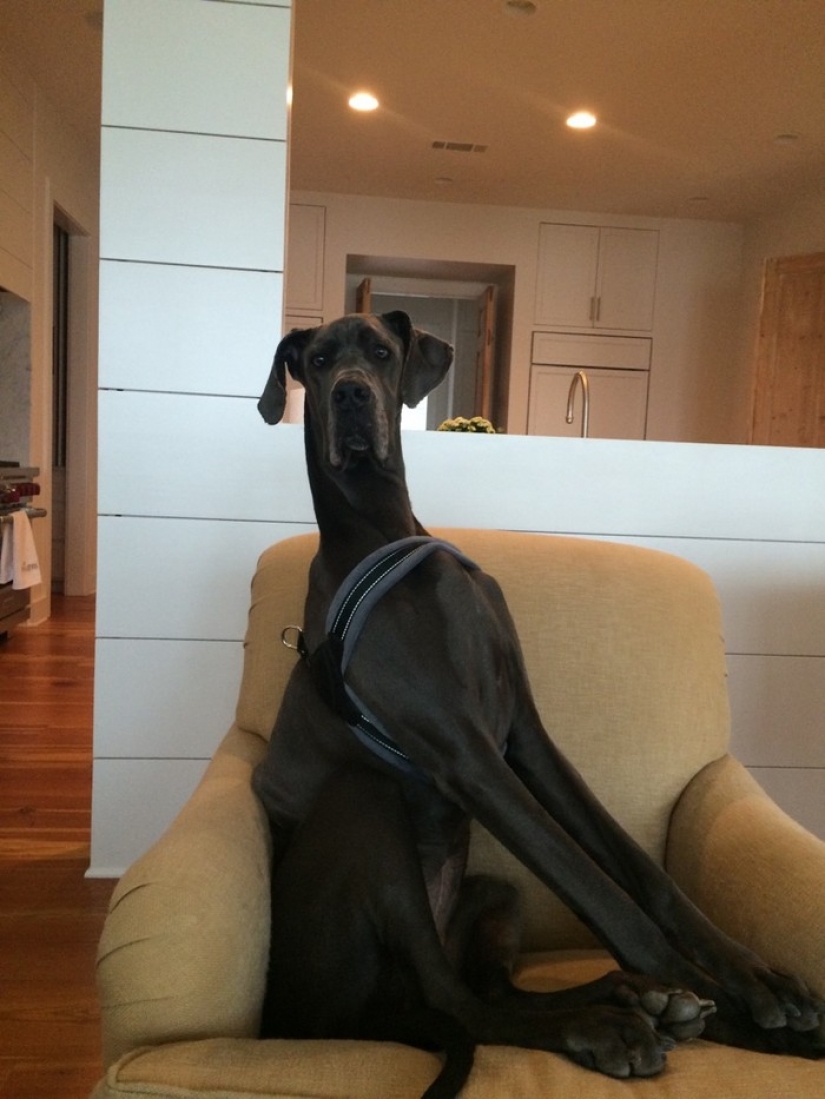 20 big dogs that have no idea how huge