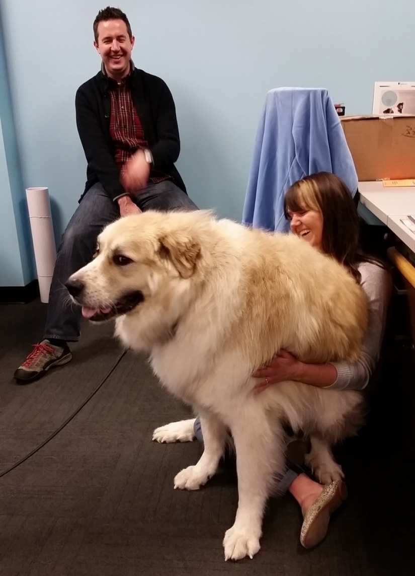 20 big dogs that have no idea how huge