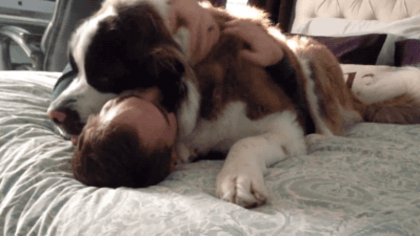 20 big dogs that have no idea how huge