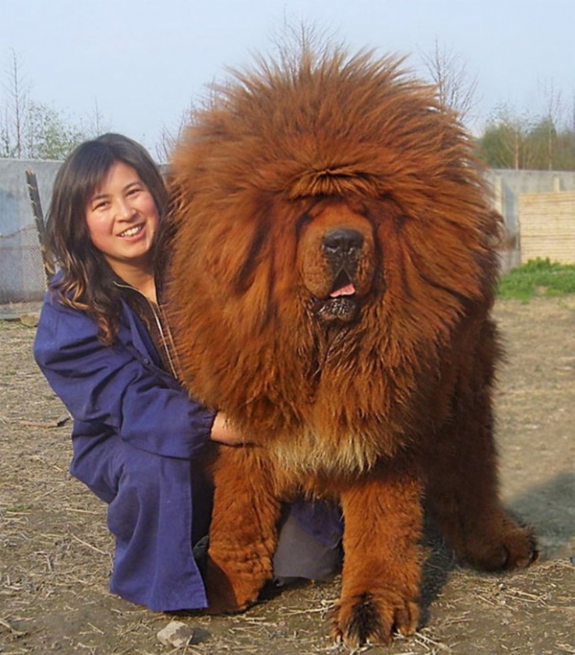 20 big dogs that have no idea how huge