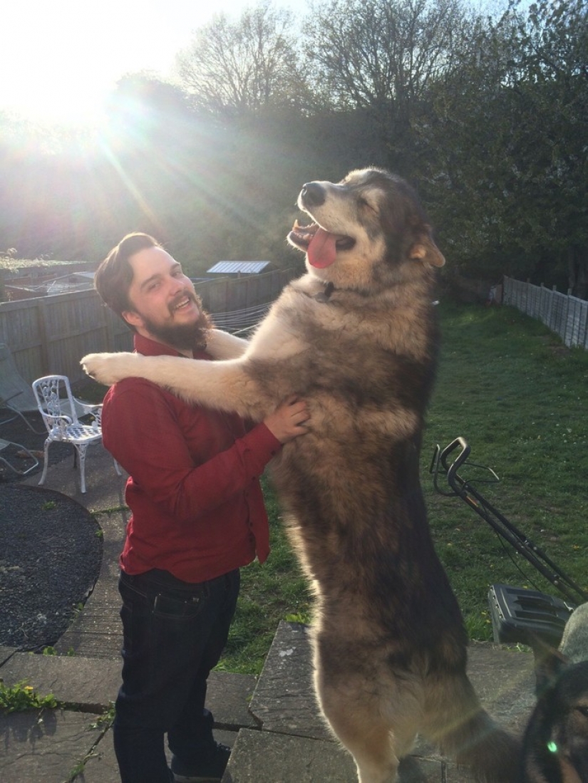 20 big dogs that have no idea how huge