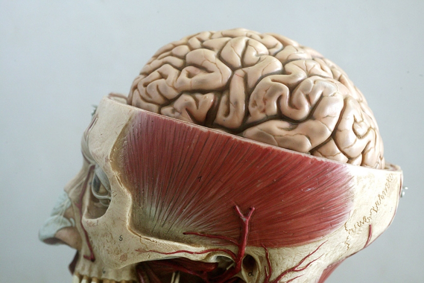 20 datos interesantes sobre el cuerpo que te hacen ver a la gente en nuevas formas