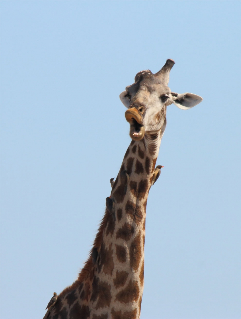 20 finalists for the funniest photos of wildlife