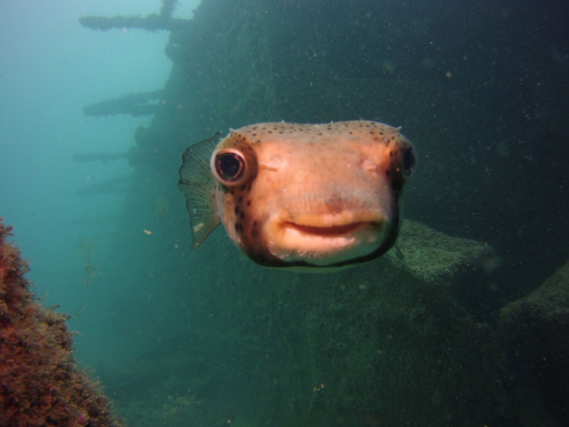 20 finalists for the funniest photos of wildlife