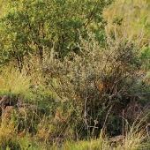 20 finalists for the funniest photos of wildlife