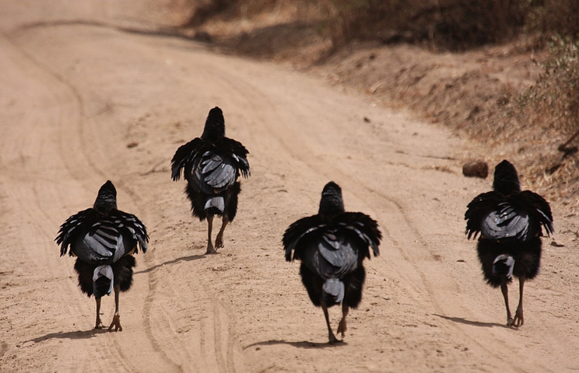 20 finalists for the funniest photos of wildlife