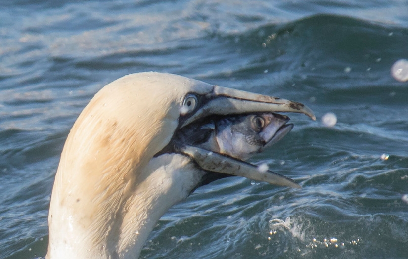 20 finalists for the funniest photos of wildlife