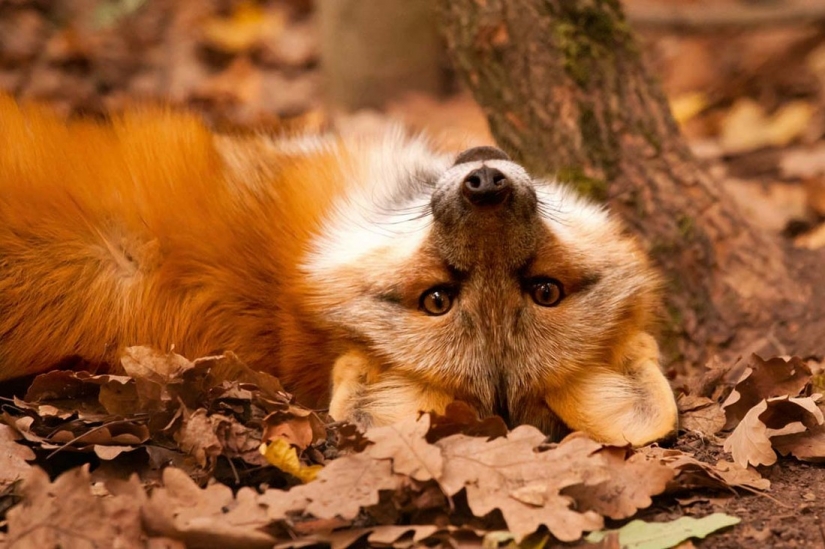 20 fotos de otoño fantástico 20 fotos de otoño fantástico