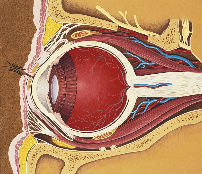 20 interesting facts about the body that will make you look at people in new ways 20 interesting facts about the body that will make you look at people in new ways