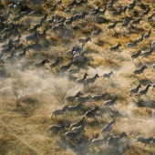 20 lugares donde los animales raros
