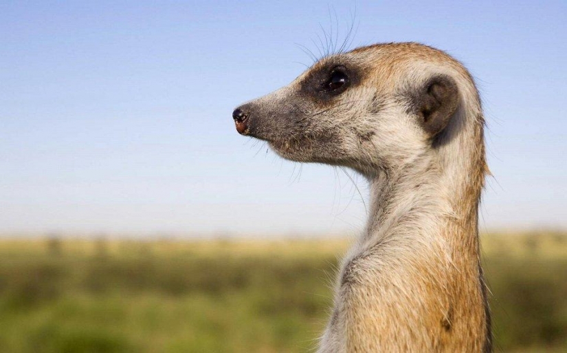 20 places where rare animals 20 places where rare animals