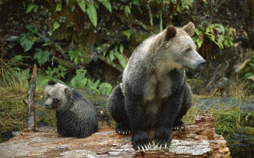 20 places where rare animals 20 places where rare animals