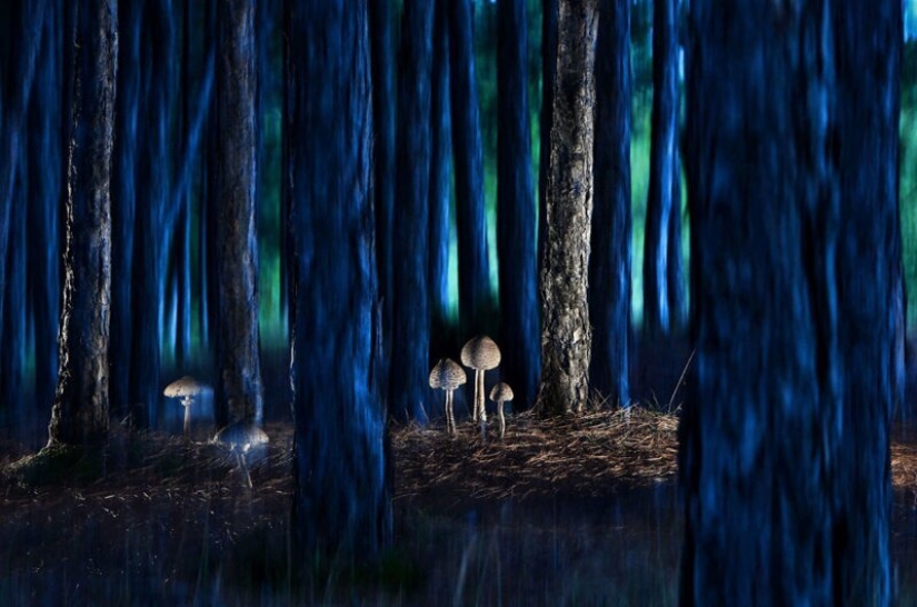 24 fotos increíbles de la vida silvestre de los ganadores de la competencia BigPicture Mundo Natural