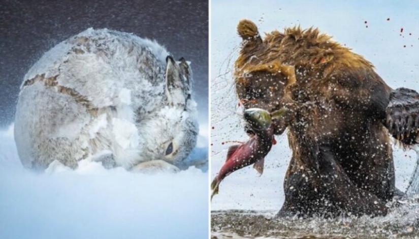 24 incredible photos of wildlife from the winners of the competition BigPicture Natural World