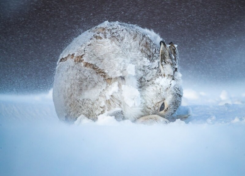 24 incredible photos of wildlife from the winners of the competition BigPicture Natural World