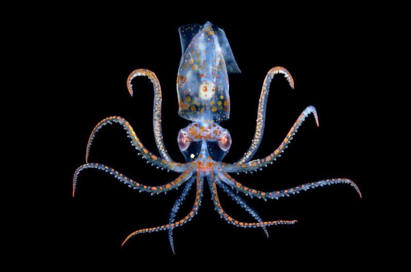 24 incredible photos of wildlife from the winners of the competition BigPicture Natural World