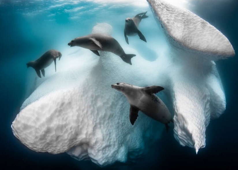 24 incredible photos of wildlife from the winners of the competition BigPicture Natural World
