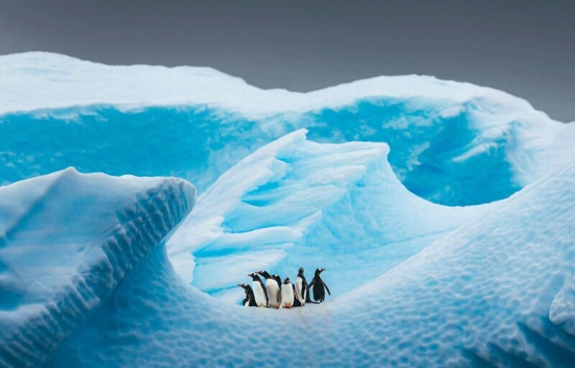 24 incredible photos of wildlife from the winners of the competition BigPicture Natural World