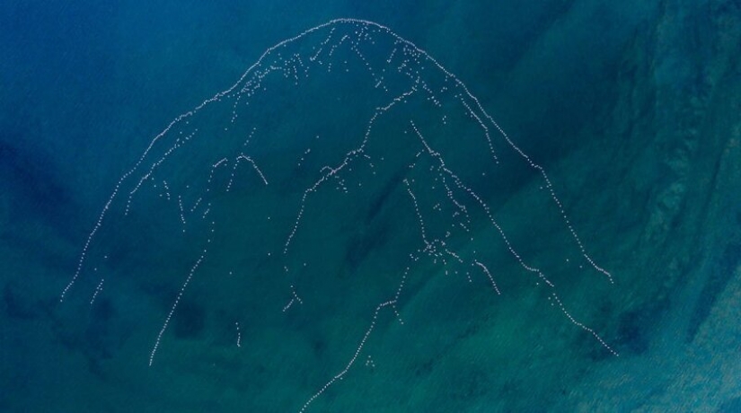 24 incredible photos of wildlife from the winners of the competition BigPicture Natural World