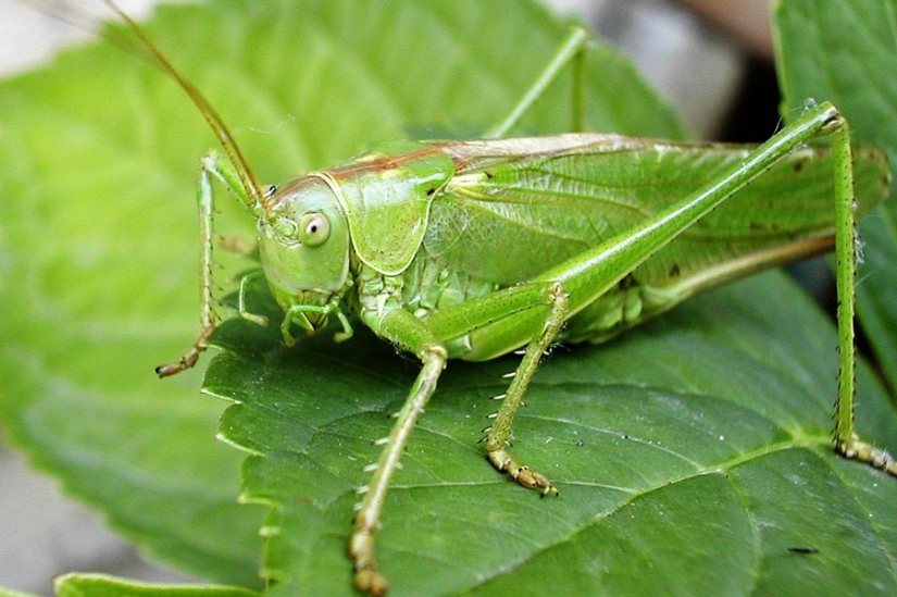 25 amuletos de buena suerte de todo el mundo