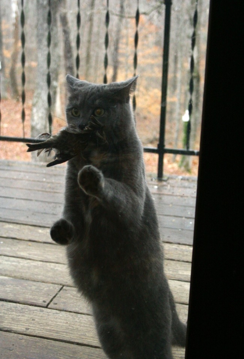 25 de Mascotas que necesitan para entrar ahora