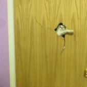 25 de Mascotas que necesitan para entrar ahora