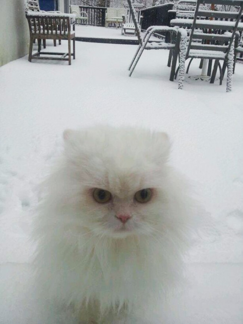 25 de Mascotas que necesitan para entrar ahora