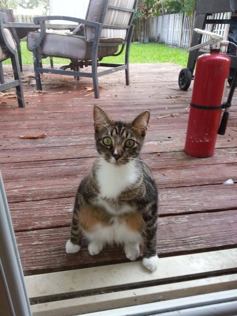 25 de Mascotas que necesitan para entrar ahora