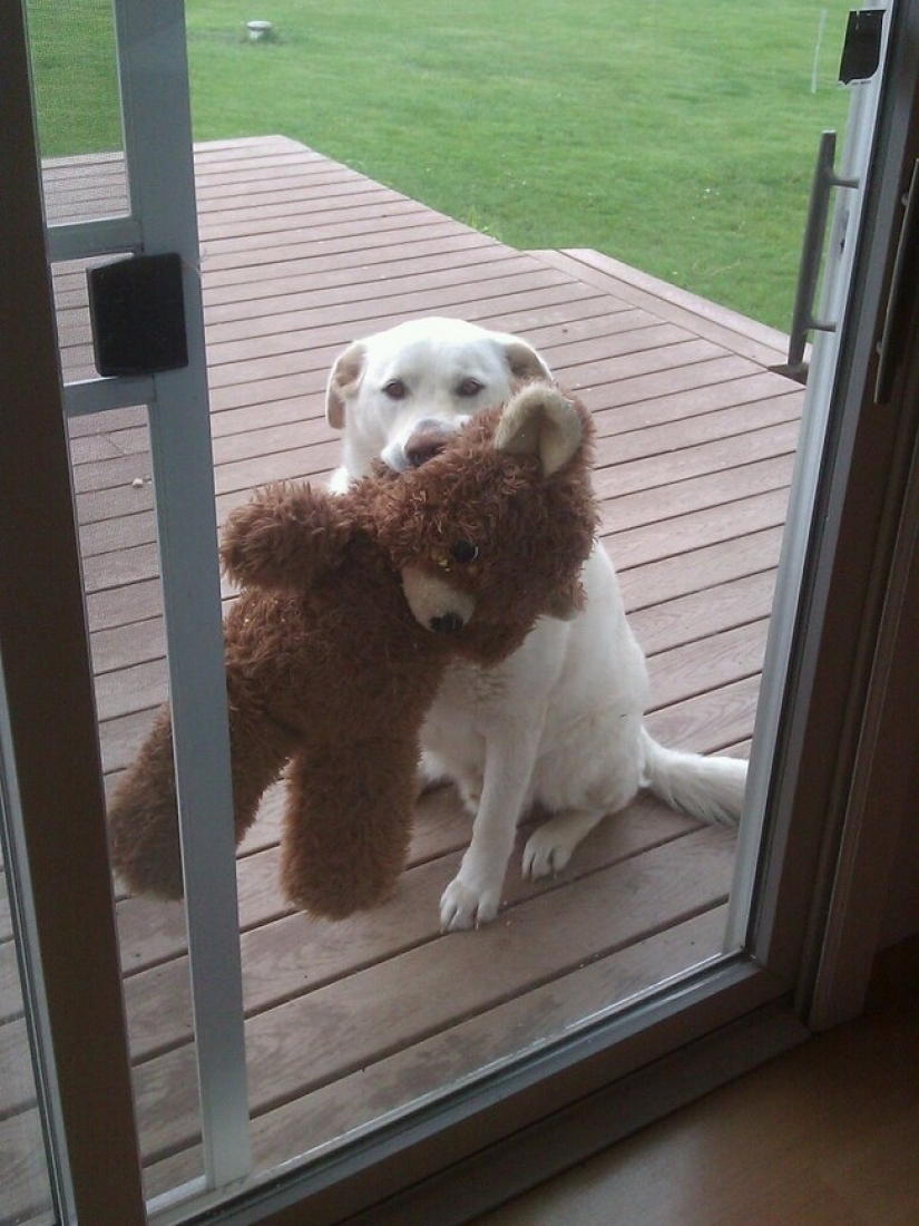 25 de Mascotas que necesitan para entrar ahora