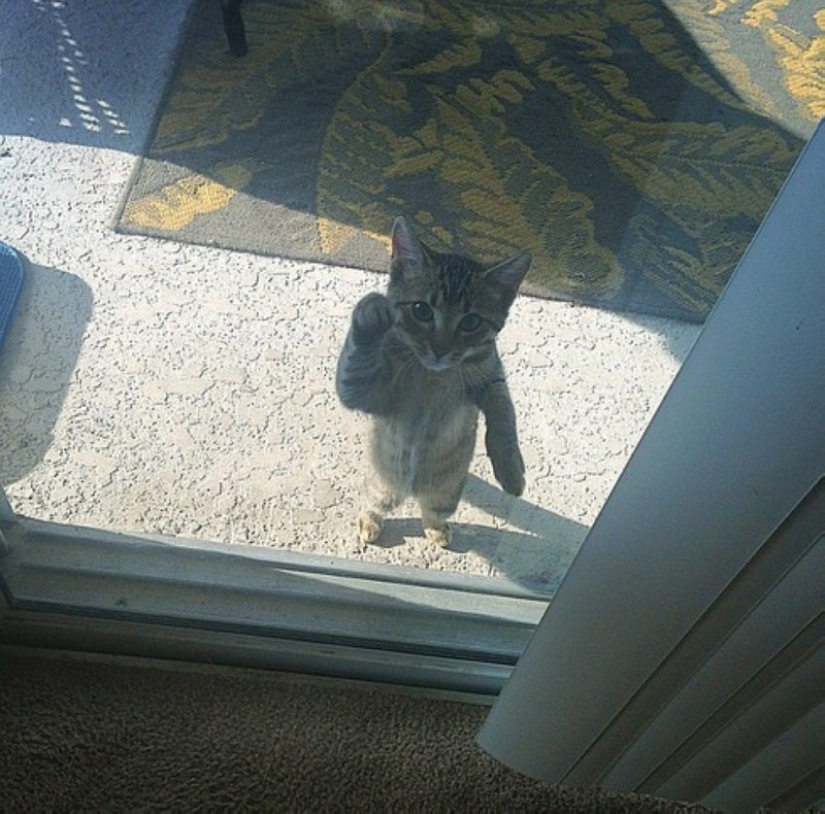 25 de Mascotas que necesitan para entrar ahora