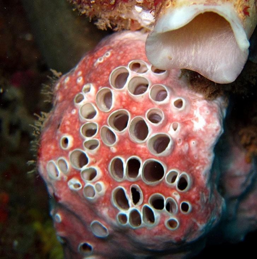 25 increíbles humanos fobias que existen