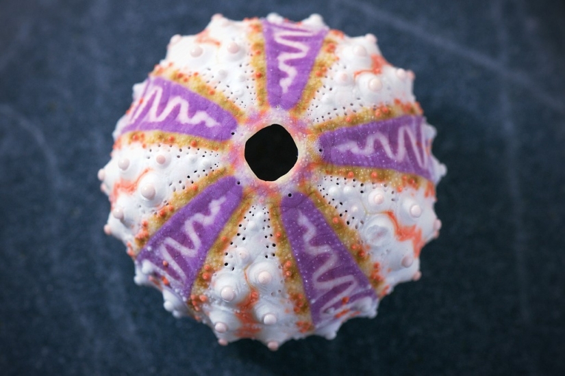 25 la mayoría de las cosas bizarras que se venden en eBay