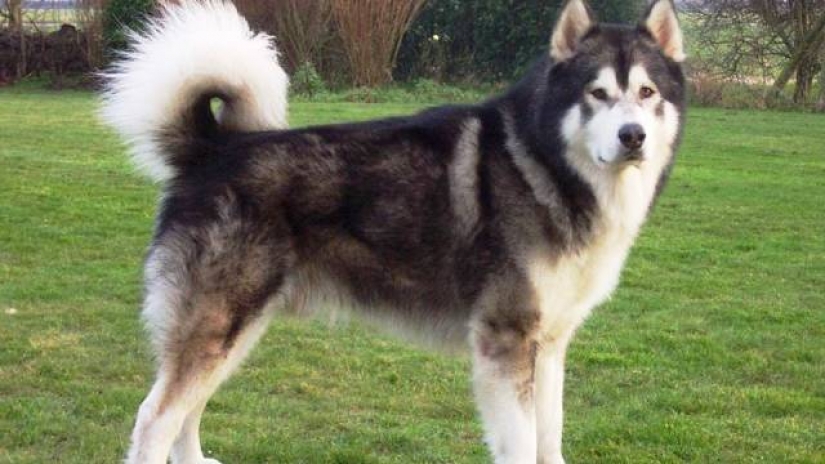 25 la mayoría de las razas de perros peligrosos