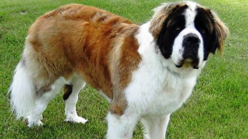 25 most dangerous dog breeds