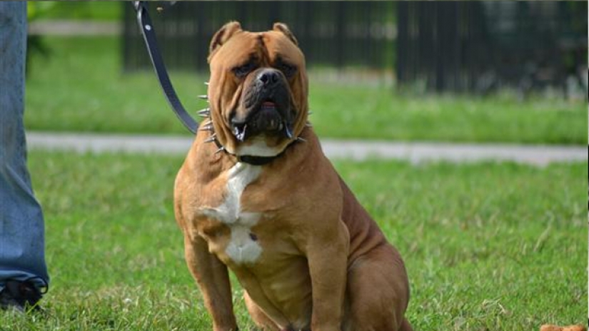 25 most dangerous dog breeds