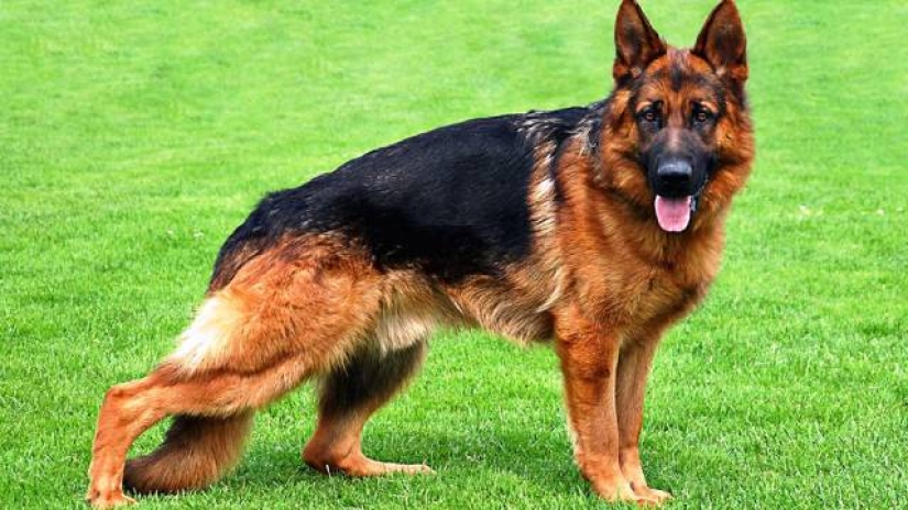 25 most dangerous dog breeds
