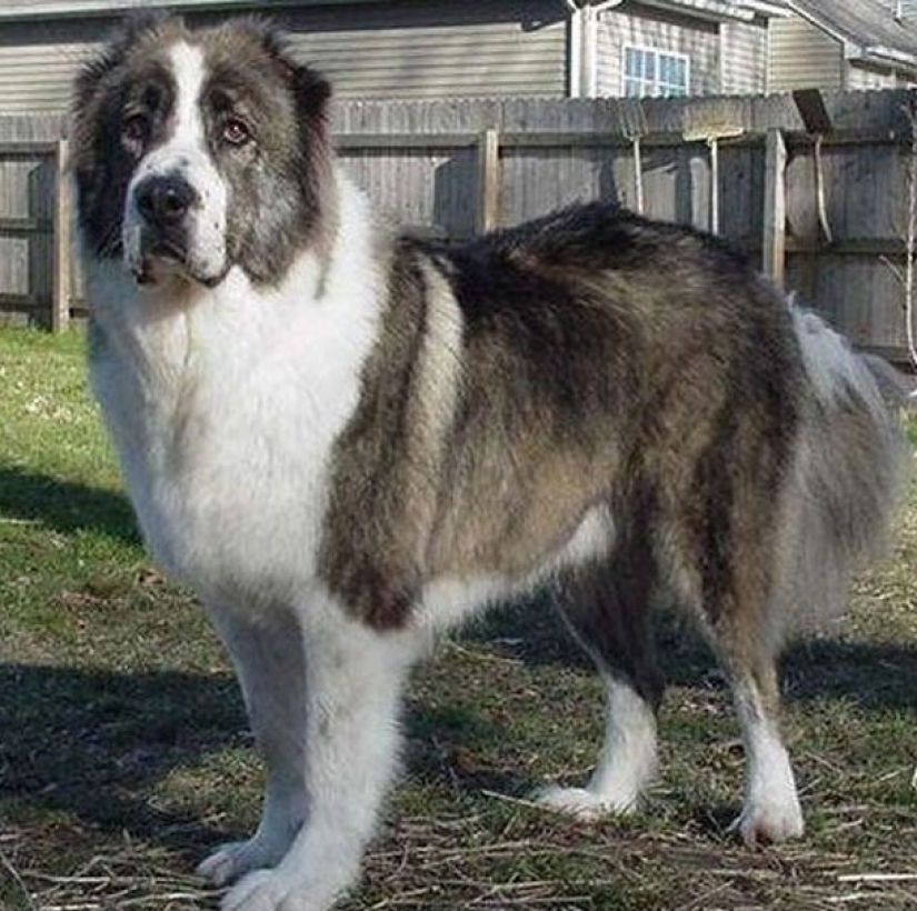 25 most dangerous dog breeds