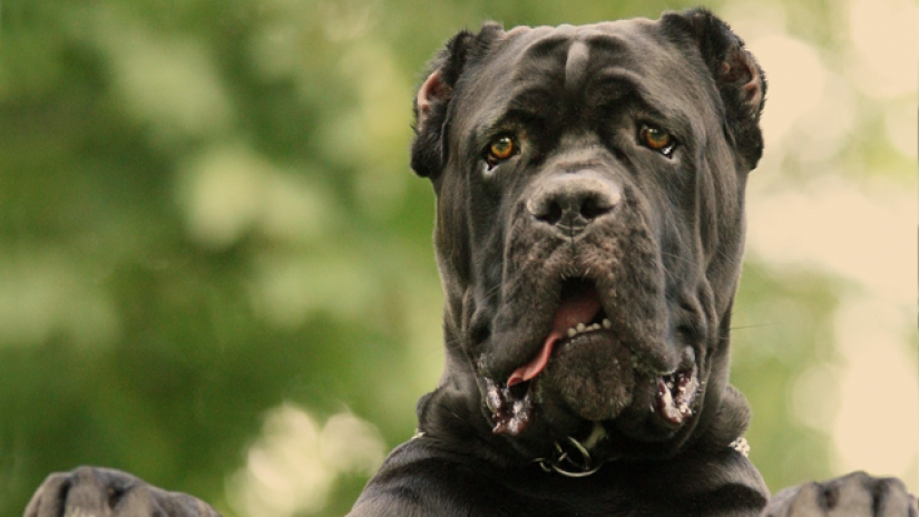 25 most dangerous dog breeds