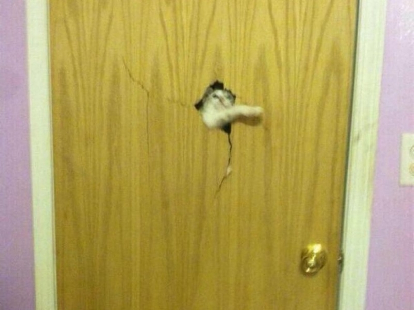 25 Pets that need to get inside right now