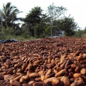 25 sweet facts about chocolate